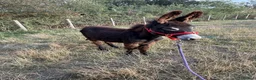Donkey livestock for sale: Choco the Baby donkey  - Advert 4