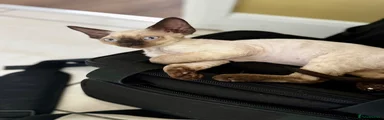 Devon Rex Kitten 5