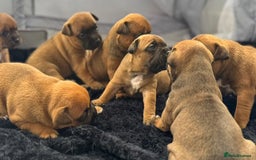 Staffordshire Bull Terrier dogs for stud: 🥨 Top Quality Red SBT Stud 🥨 - Image 15