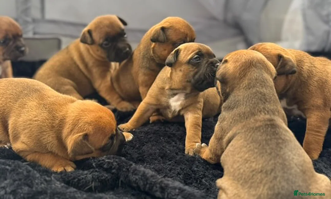 Staffordshire Bull Terrier dogs for stud: 🥨 Crufts Qualified Red SBT Stud 🥨 - Advert 16