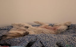 Mixed Breed dogs for adoption: Sweet little Analie - Image 8