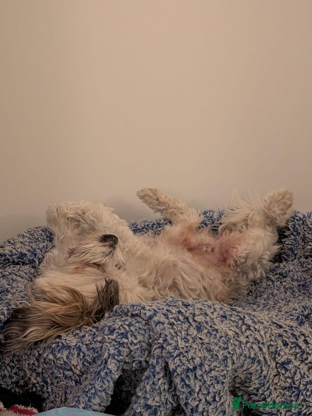 Mixed Breed dogs for adoption: Sweet little Analie - Image 8