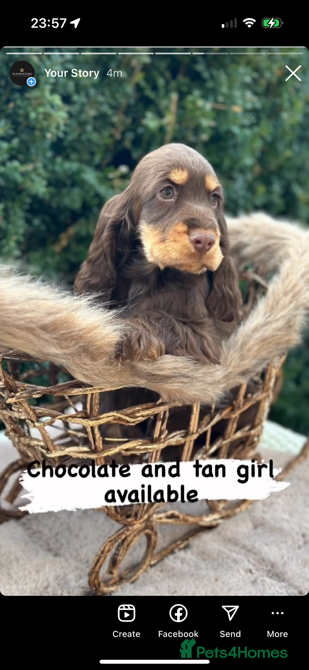 Cocker Spaniel dogs for sale: Stunning cocker spaniel puppies  - Advert 1