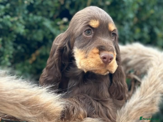Cocker Spaniel dogs Stunning cocker spaniel puppies - Advert 1