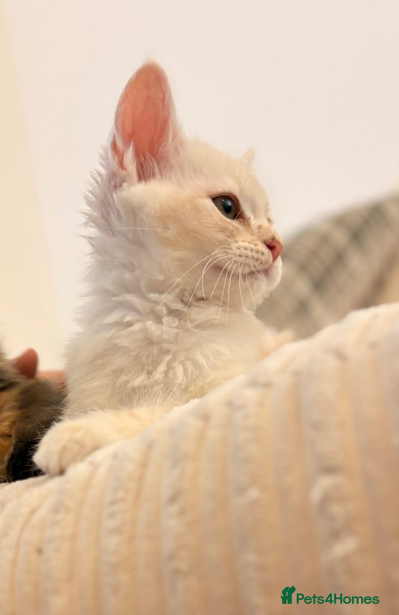 Mixed Breed cats Maine coon DAD IS XL MAINECOON  - Advert 5