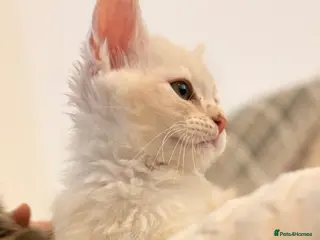 Mixed Breed cats Maine coon DAD IS XL MAINECOON - Advert 5