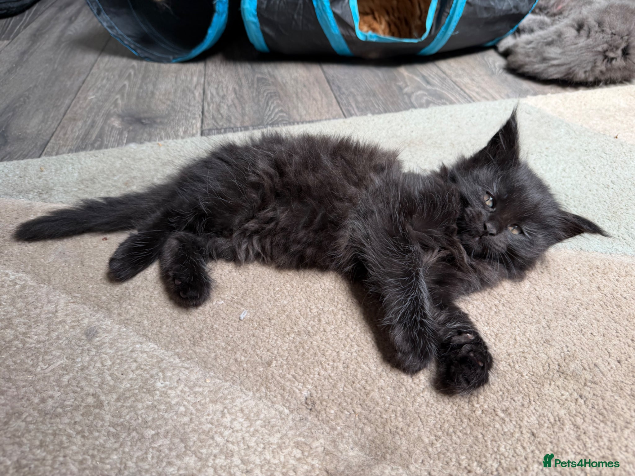Maine Coon cats Beautiful GCCF reg Maine coon kittens for sale  - Advert 1