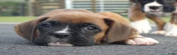Boxer dogs for sale: Beautiful boxer puppies  - Advert 13