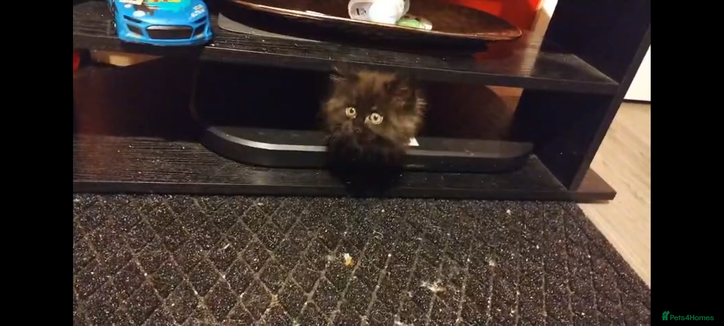 Maine Coon cats Adorable Maine Coon kittens in Manchester  - Advert 1