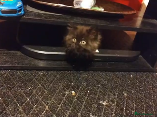 Maine Coon cats Adorable Maine Coon kittens in Manchester - Advert 1