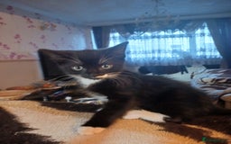Ragdoll cats for sale: CUTE SOLID RAGDOLL KITTENS  - Image 5