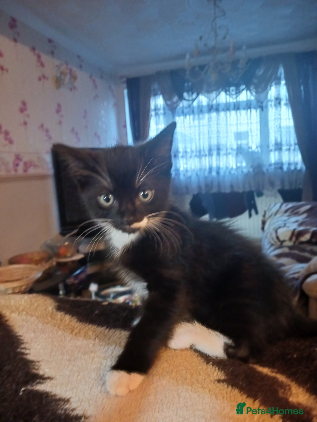 Ragdoll cats for sale: CUTE SOLID RAGDOLL KITTENS  - Image 5