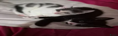 Mixed Breed Kitten 3