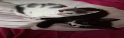 Mixed Breed cats for sale: Kittens ready now  in Rochester - Advert 3