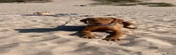 Hungarian Vizsla dogs for sale: Beautiful 7-month-old female Vizsla - Advert 2