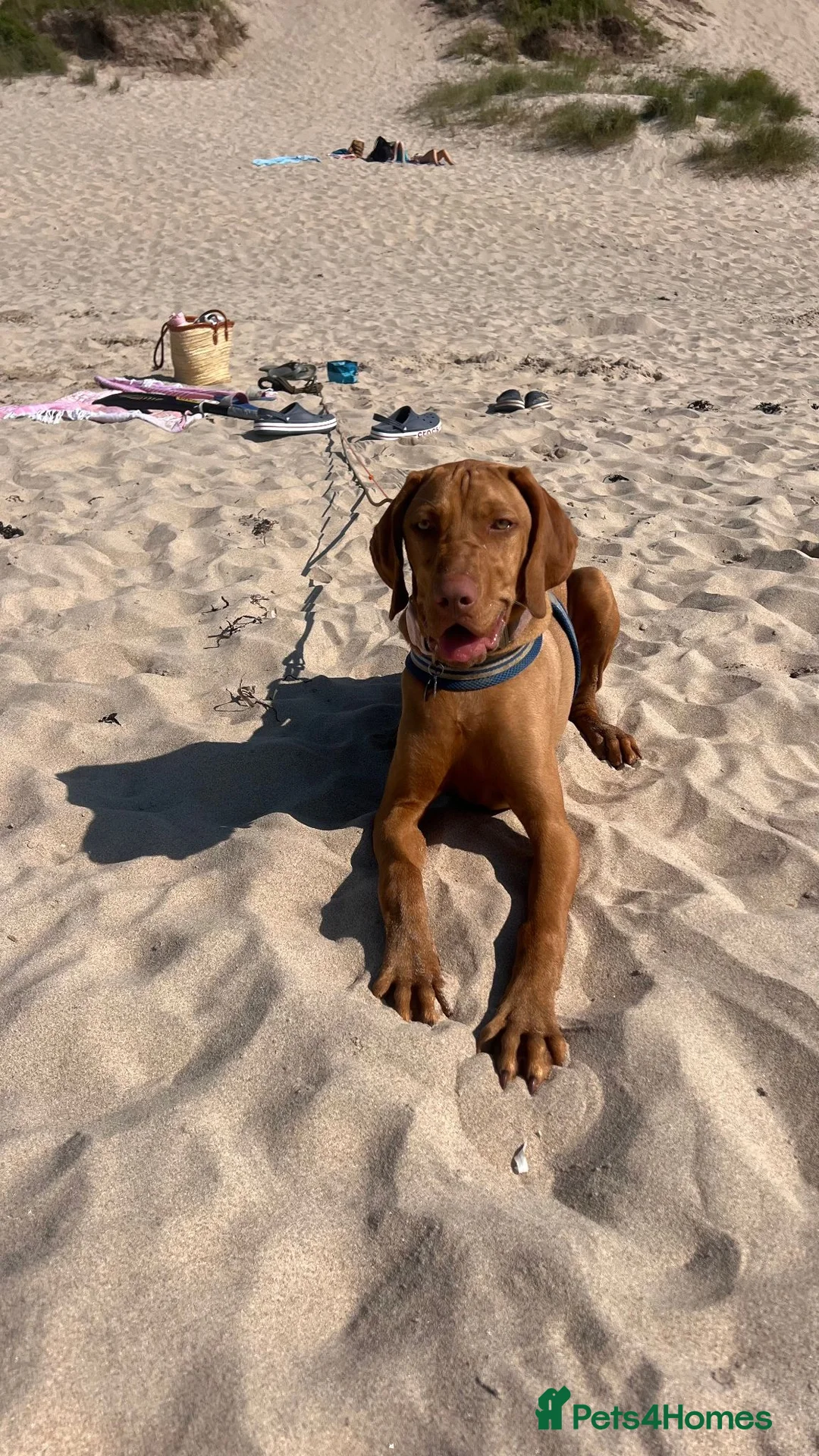 Hungarian Vizsla dogs for sale: Beautiful 7-month-old female Vizsla - Advert 2