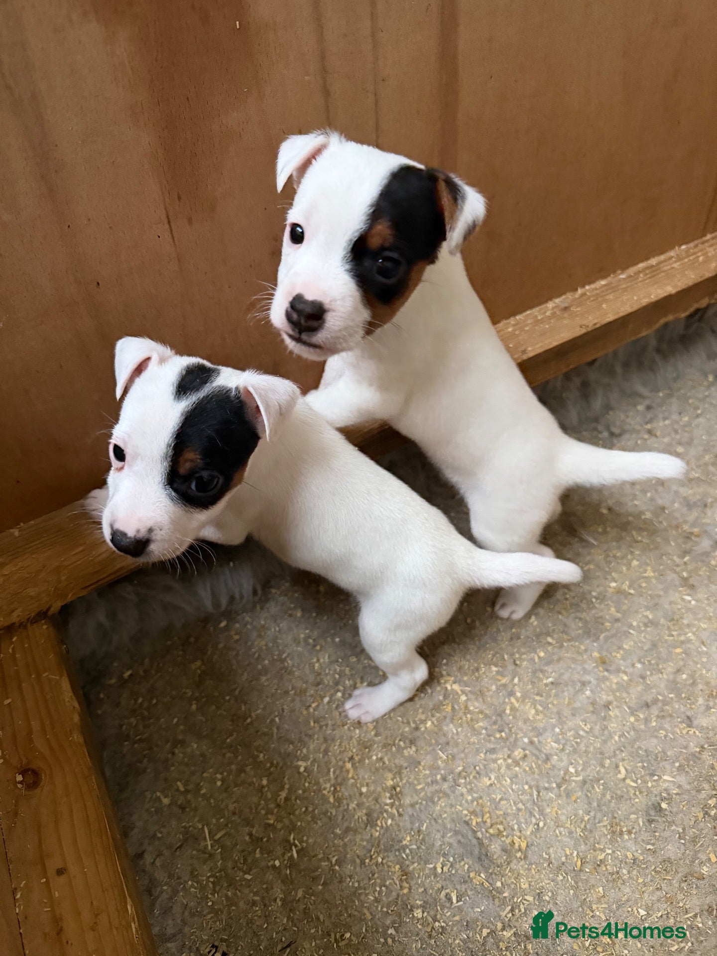 Parson Russell dogs Parson Russell pups for sale  - Advert 2