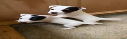Parson Russell dogs for sale: Parson Russell pups for sale  - Advert 2