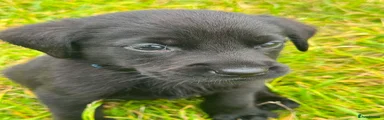 Labrador Retriever 5