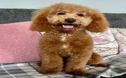 Cockapoo dogs for sale: Cockapoo puppies - DNA Health test clear  - Image 26