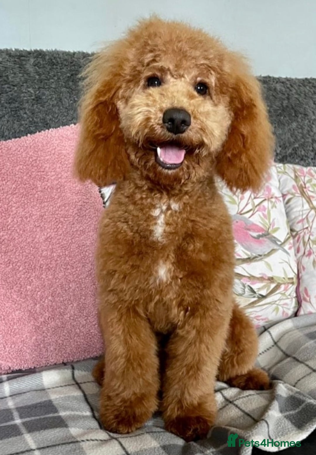 Cockapoo dogs for sale: Cockapoo puppies - DNA Health test clear  - Image 26