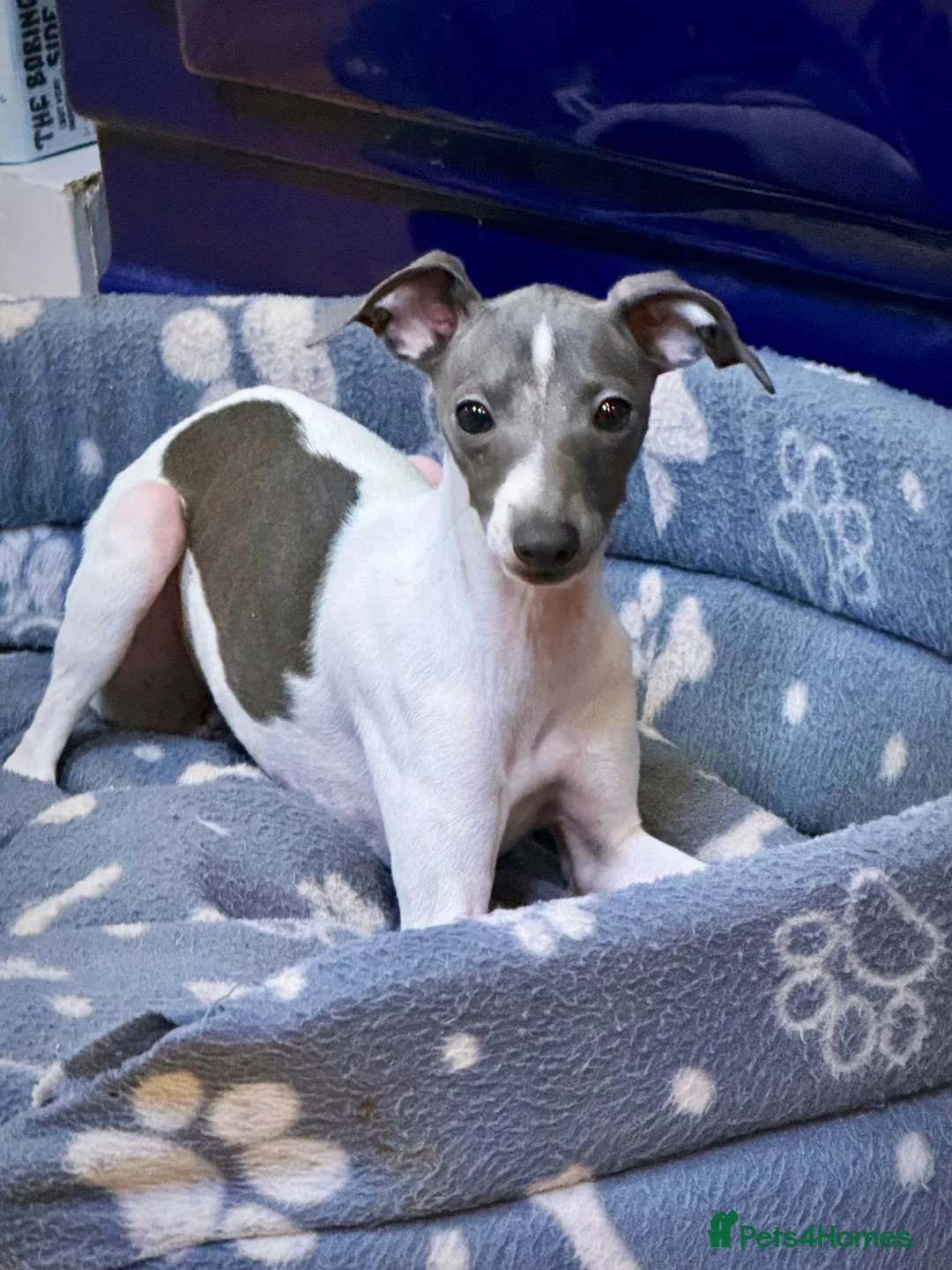 Italian Greyhound dogs for sale: Outstanding repeat mating litter ONE FEMALE LEFT - Advert 22