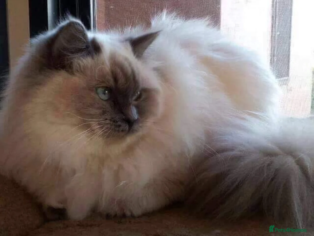 Ragdoll cats for stud: Champion Line Blue Ragdoll - GCCF - STUD ONLY in Swindon - Advert 2