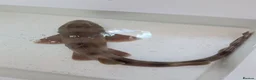Sharks fish for sale: Banded bamboo shark - Advert 3