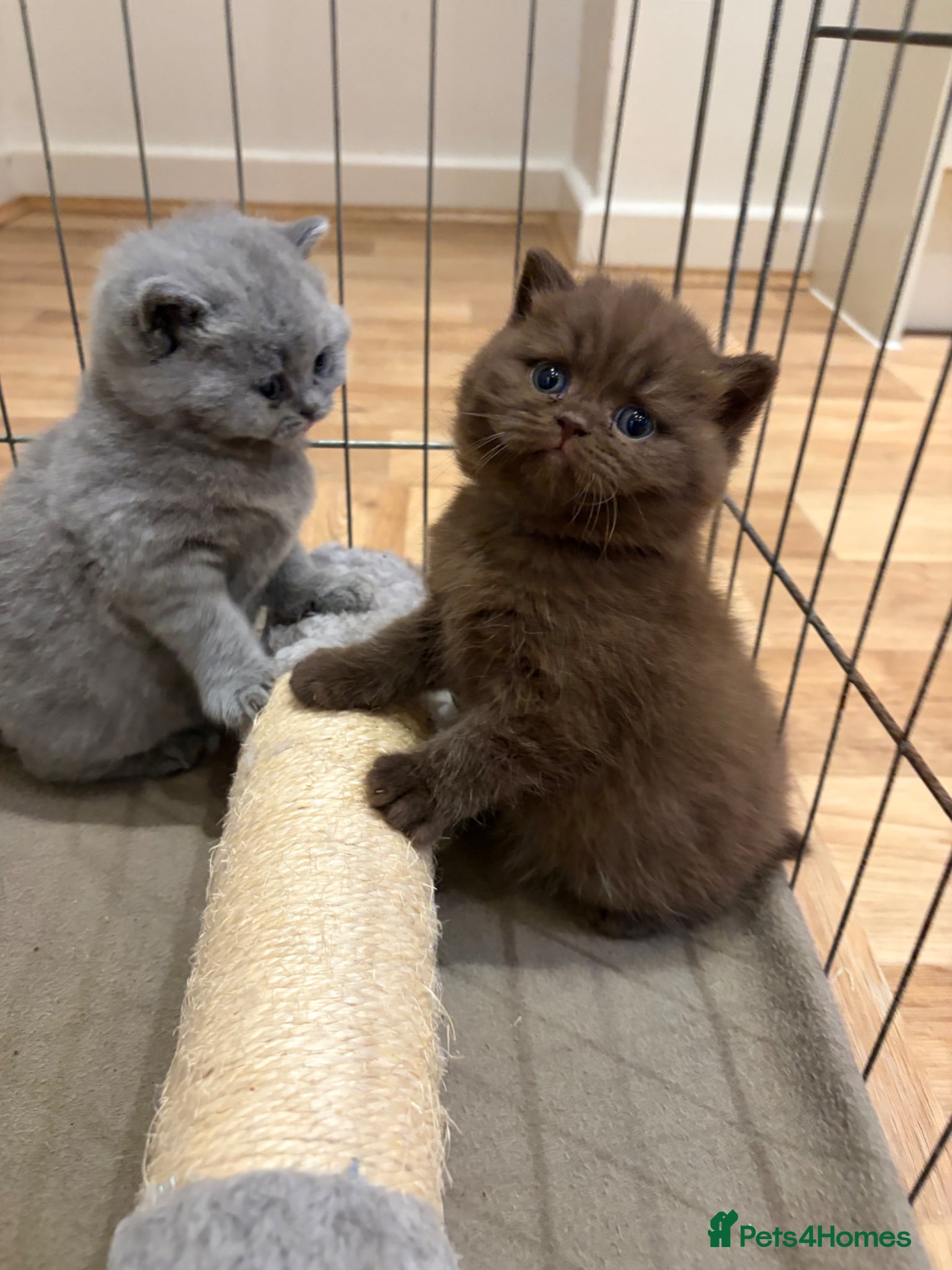 British Shorthair cats GCCF Pure Pedigree British Shorthair - Top Quality - Advert 2
