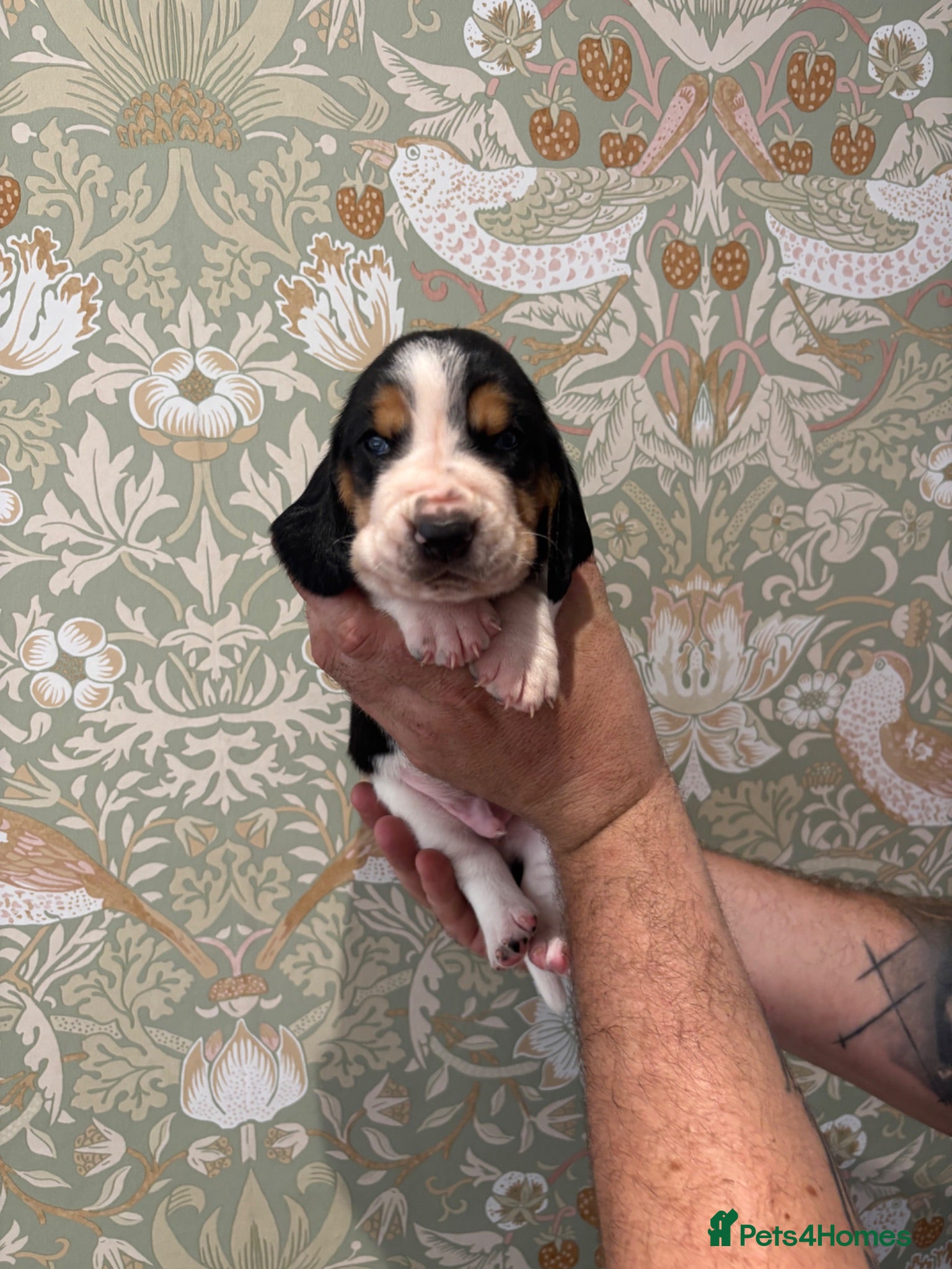 Basset Hound dogs KC bassets 1 girl available  - Advert 3
