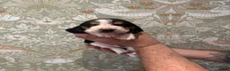 Basset Hound dogs for sale: KC bassets now ready to leave  - Advert 2