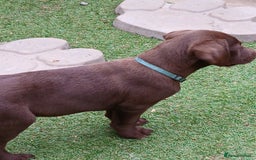 Labrador Retriever dogs for sale: **READY NOW**CHOCOLATE LAB PUPS - Image 23