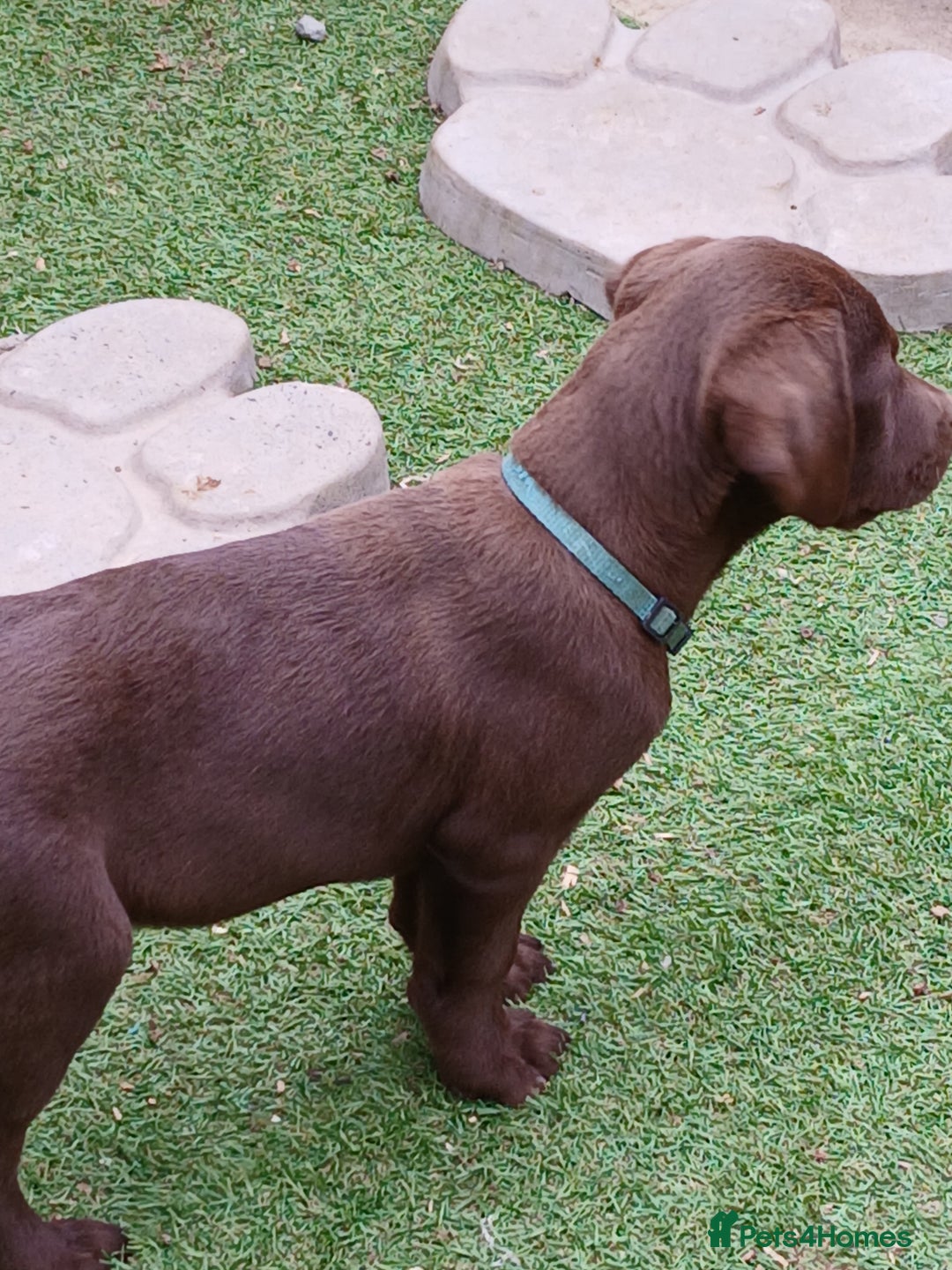 Labrador Retriever dogs for sale: **READY NOW**CHOCOLATE LAB PUPS - Image 23