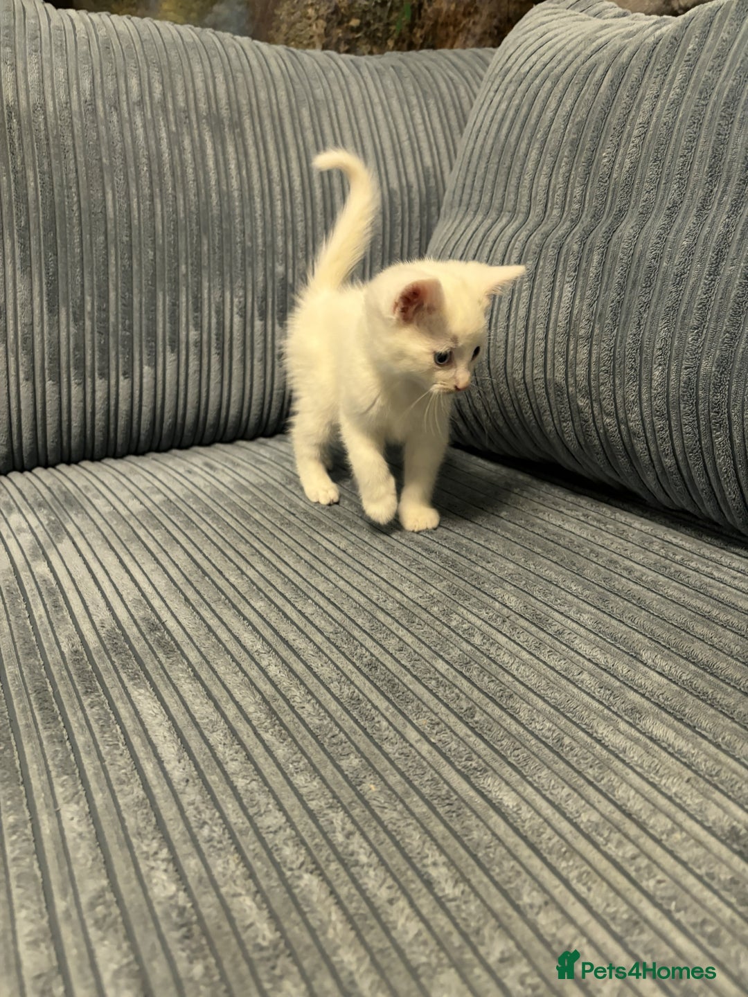 Mixed Breed cats for sale: Adorable Kittens for Sale - Advert 8