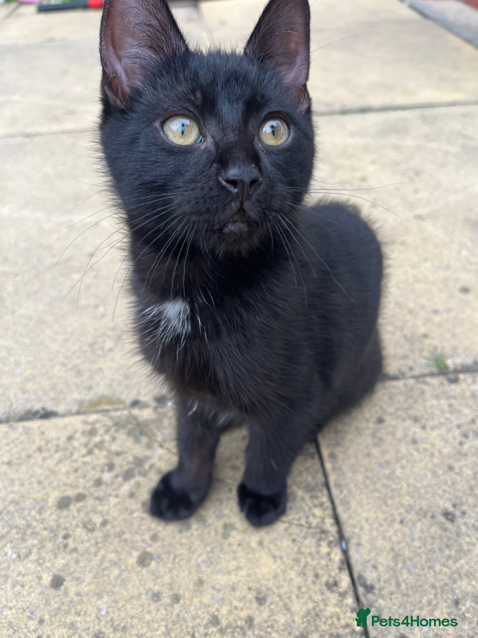 Mixed Breed cats 12 week old boy  - Advert 9