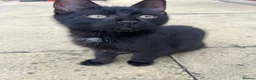 Mixed Breed cats for sale: 12 week old boy  - Advert 1