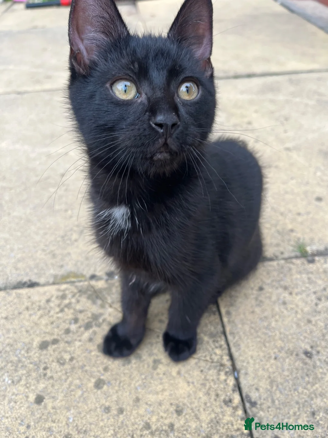 Mixed Breed cats for sale: 12 week old boy  - Advert 1