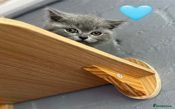 Scottish Fold cats for sale: Sale Scottish and Straight kittens 💗 - Image 5