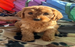 Cockapoo dogs for sale: Beautiful cockapoo girl puppy  - Image 6