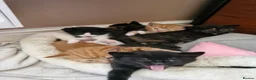 Mixed Breed cats for sale: Cute kitties are looking for a new home 🐈‍⬛ - Advert 21