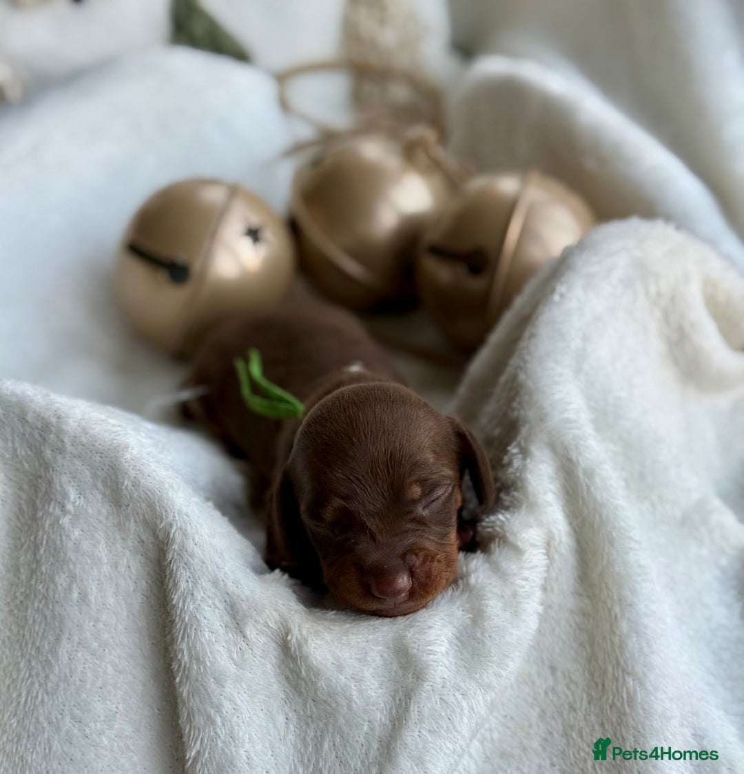 Miniature Dachshund dogs for sale: Kc reg choc tweed dapple & choc n tan  - Advert 15