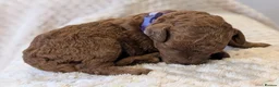 Cavapoo dogs for sale: Stunning extensively health tested Cavapoos in Portsmouth - Advert 9