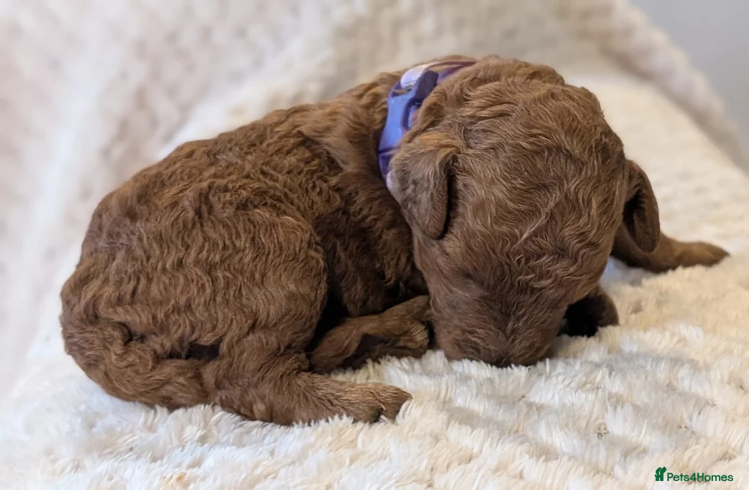 Cavapoo dogs for sale: Premium F1B Cavapoos (Puppy Culture/ENS) - Advert 28
