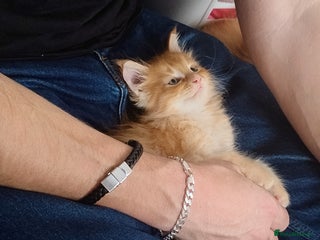 Maine Coon cats 5 affectionate ginger full Maine Coon kittens - Advert 2