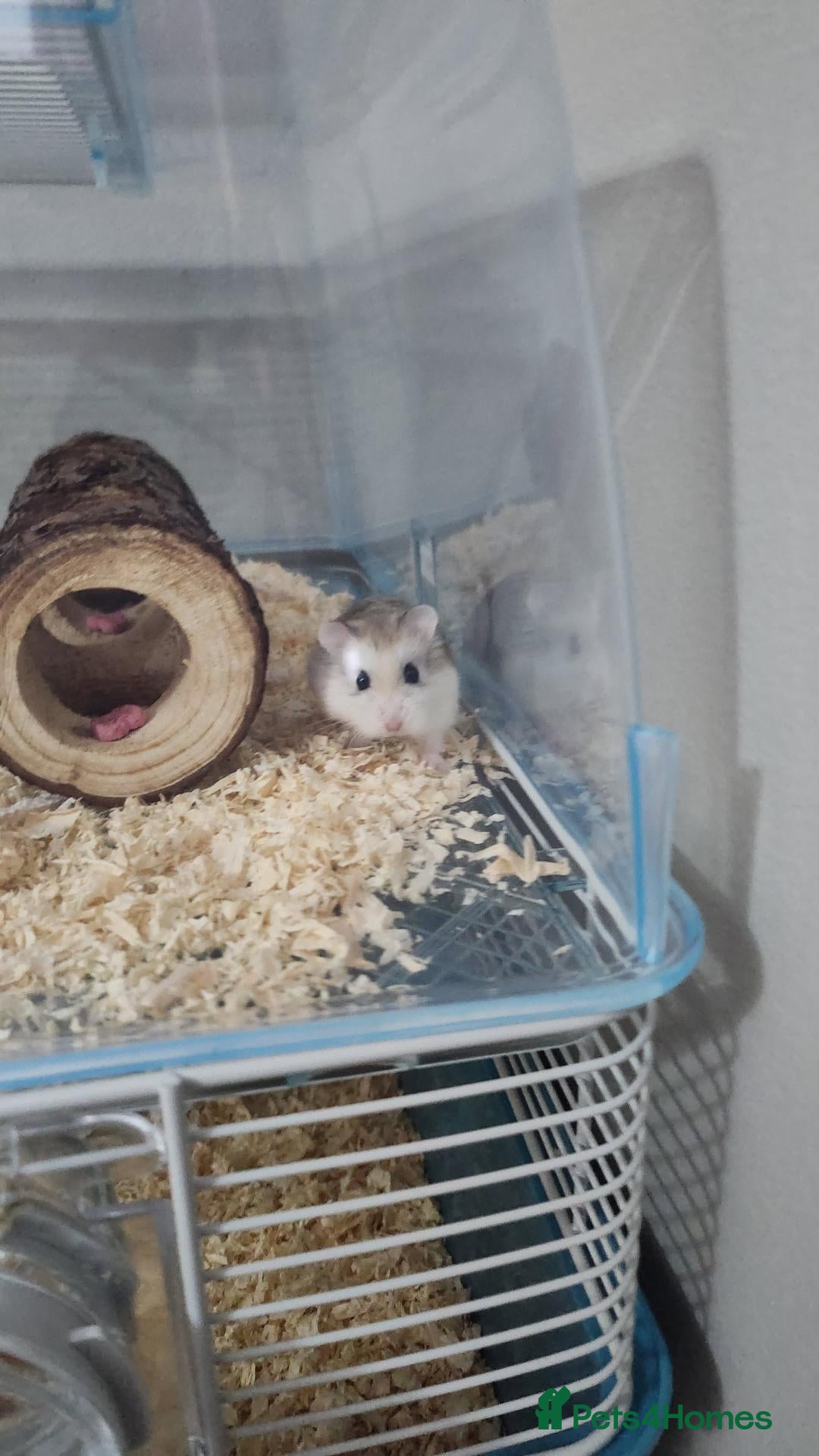 Hamster rodents for sale: Russian Deaf Hamster  - Advert 1