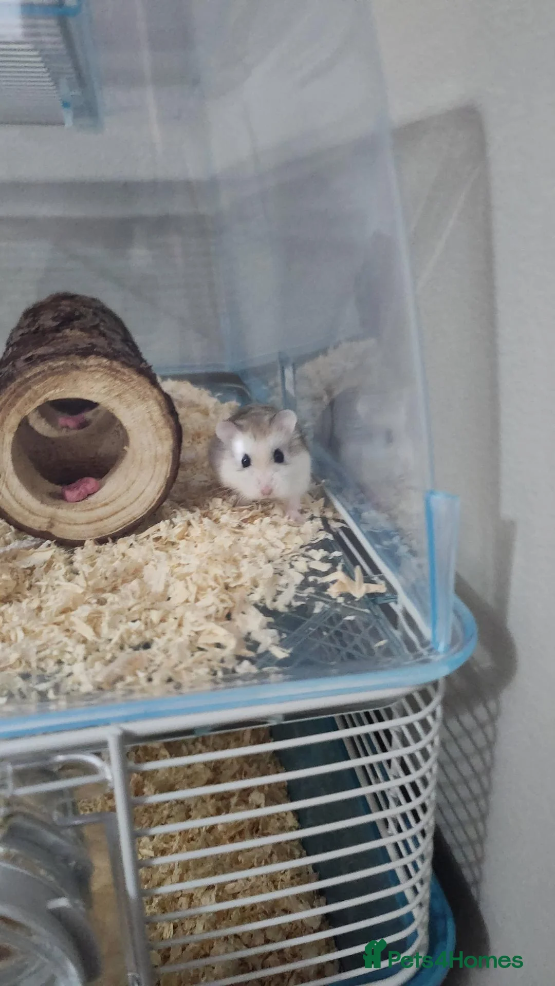 Hamster rodents for sale: Russian Deaf Hamster  in North Shields - Advert 1