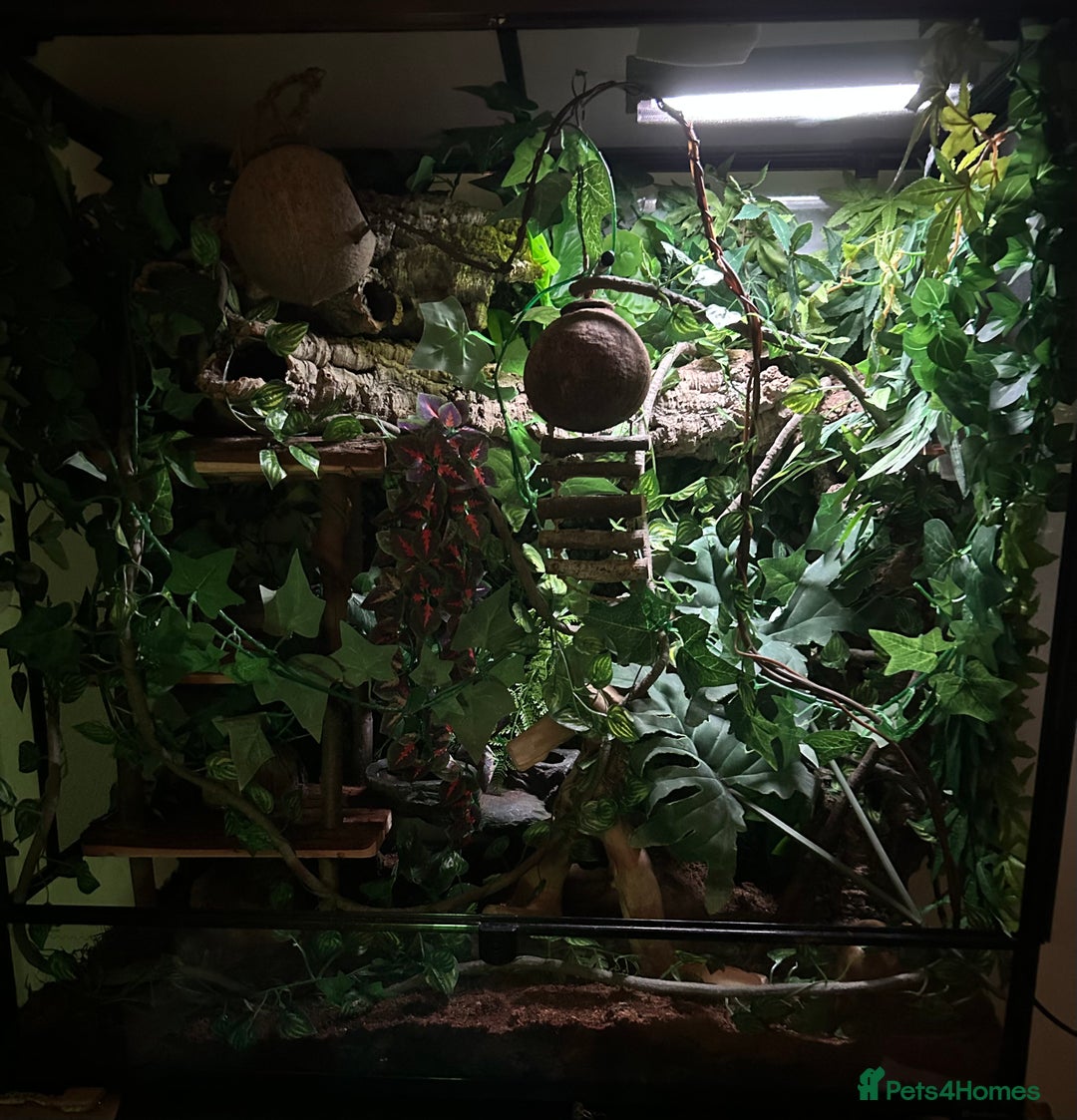 Gecko reptiles for sale: Harlequin Tricolour Crested Gecko + Large Tank - Advert 15