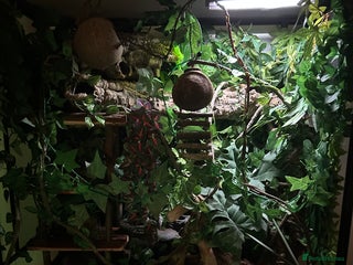 Gecko reptiles Harlequin Tricolour Crested Gecko + Large Tank - Advert 7