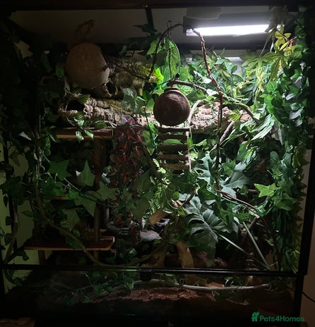 Gecko reptiles Harlequin Tricolour Crested Gecko + Large Tank - Advert 9