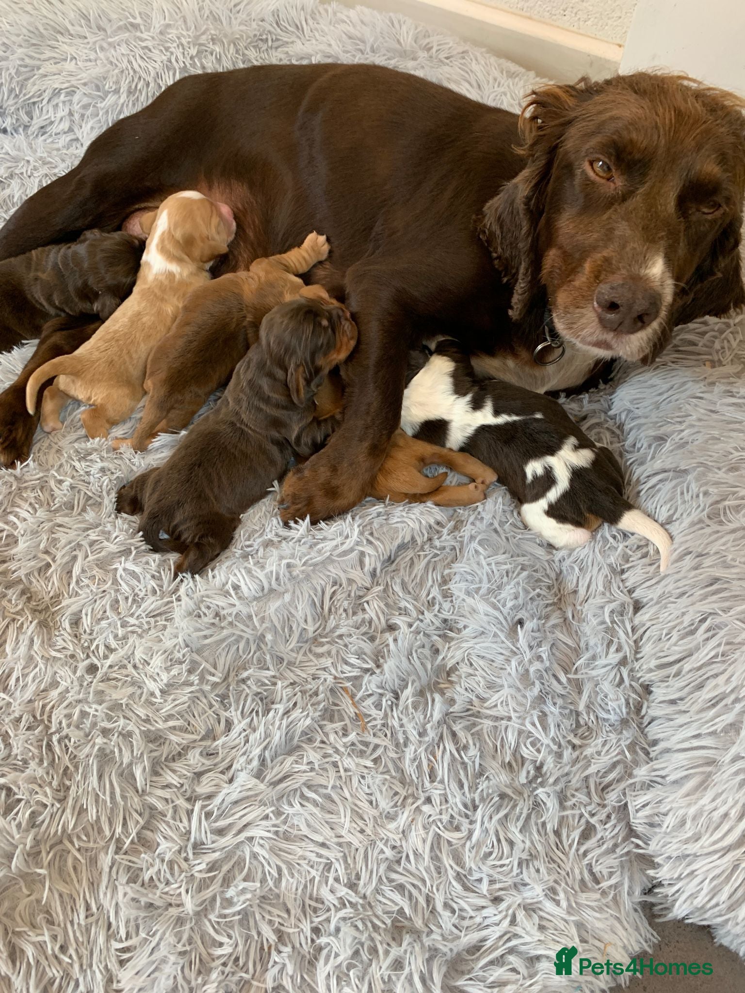Cocker Spaniel dogs K.C REGISTERED COCKER SPANIEL PUPPIES - Advert 1